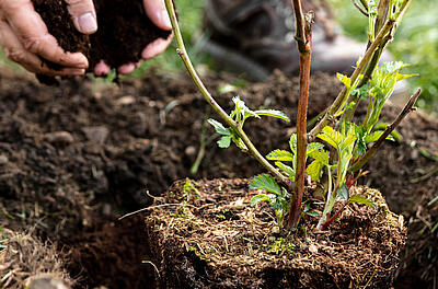 Gemeinsam erneut für die Zukunft – unsere zweite „Aktion Baum“
